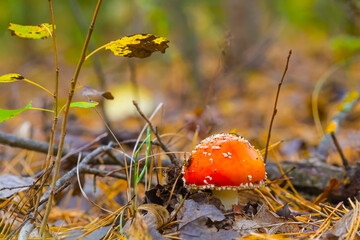 closeup red flyagaric mushroom in autumn forest