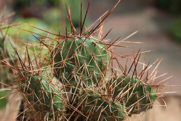 kaktus opuncja Opuntia Hybrid Rom kolce brązowe czerwone łososioworóżowy