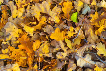 red dry autumn leaves on ground, beautiful seasonal natural background