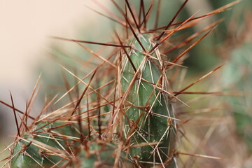 kaktus opuncja Opuntia Hybrid Rom kolce brązowe czerwone łososioworóżowy