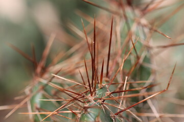 kaktus opuncja Opuntia Hybrid Rom kolce brązowe czerwone łososiowor&oacute;żowy