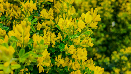 Vibrant yellow flowers in full bloom during spring, symbolizing nature's renewal and the joyful celebration of Easter
