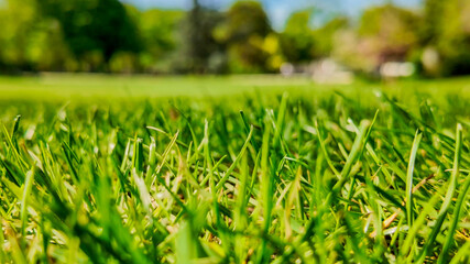 Close-up view of lush green grass in a sunny park, perfect for spring renewal concepts and Earth Day celebrations