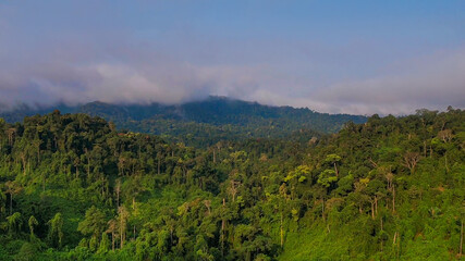 Lush green tropical rainforest with foggy mountain backdrop in the background, emphasizing climate change awareness and environmental conservation