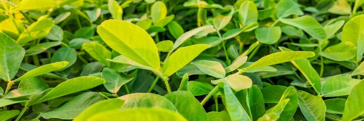 Close-up of vibrant green leaves in sunlight, symbolizing growth, nature's beauty, and environmental sustainability, perfect for Earth Day