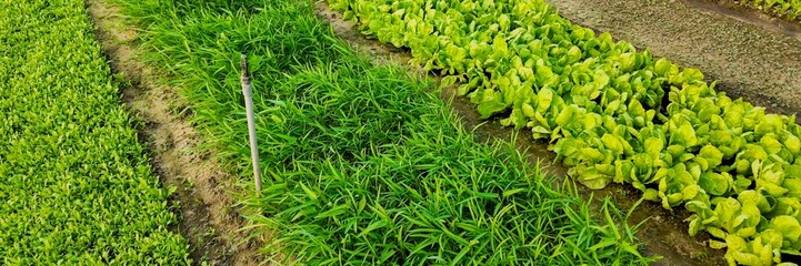 A lush agricultural field with rows of vegetables and grains thriving, highlighting sustainable farming practices and environmental conservation