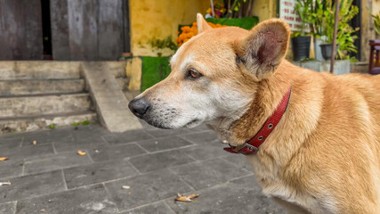 A loyal dog with a red collar stands attentively in front of a rustic building, embodying companionship and loyalty