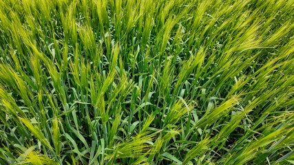 Close-up of green wheat field swaying in the wind, symbolizing agricultural growth and Earth Day celebration