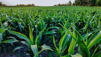 Lush green cornfield in summer, symbolizing agricultural sustainability and food security, ideal for Earth Day content