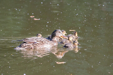 Duck with ducklings swimming in a serene water scene