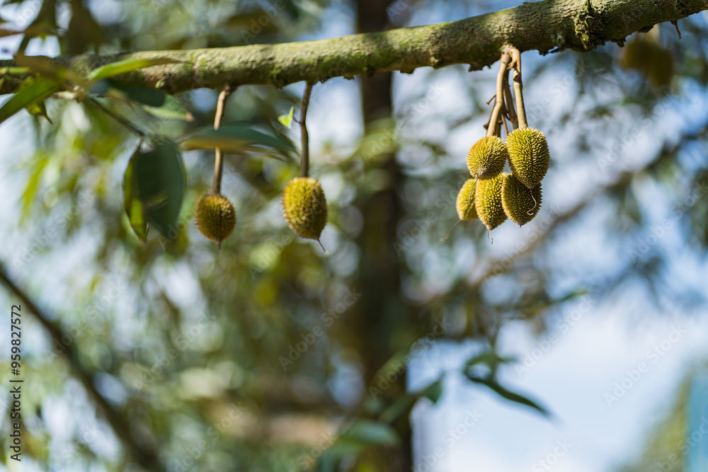 Wall mural fresh small durian, durian flower buds on branch tree with natural blurred background. durian is kin