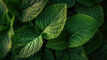 Macro view of leaves, creating an abstract green lines wallpaper. Perfect for adding interest to designs.