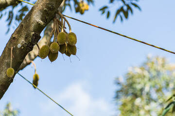 Fresh small durian, durian flower buds on branch tree with natural blurred background. Durian is king fruits and popular around the world, strange good taste and smell, most planted in Thailand.