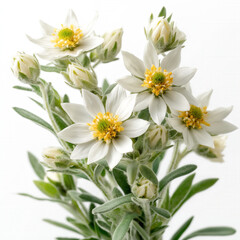 Obraz premium Edelweiss Isolated