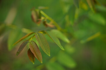 Young walnut tree with green leaves
