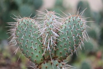 Opuntia polyacantha var. nicholii Manu kaktus opuncja