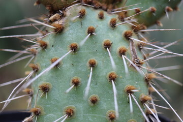 Opuntia polyacantha var. nicholii Manu kaktus opuncja