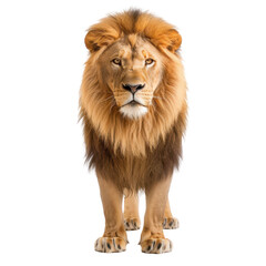 A lion stands in front of a white background