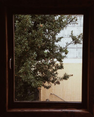 Ventana con árboles y muro