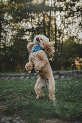 beautiful portraits of a cheerful poodle in nature