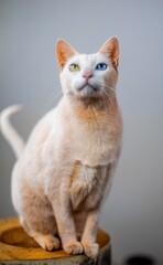 gato gato branco gato branco encima do banco 