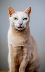 gato gato branco gato branco encima do banco 