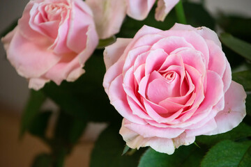 スイートアバランチェ