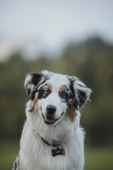 beautiful portraits of an Australian Shepherd in a picturesque park