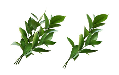Set of ruscus twigs with green leaves isolated on white or transparent background
