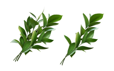 Set of ruscus twigs with green leaves isolated on white or transparent background