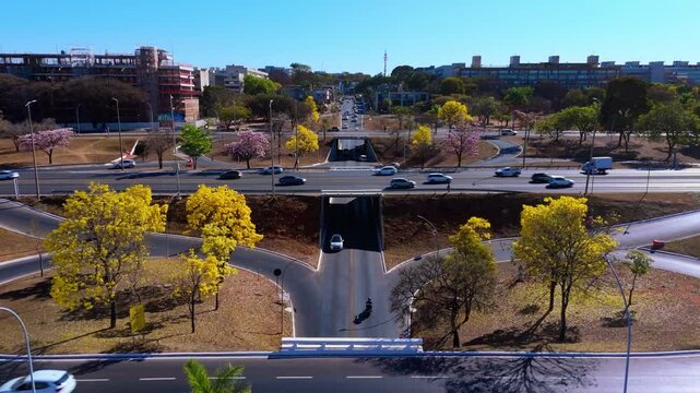 detail of yellow ipe trees in Brasilia earwigs - brazil