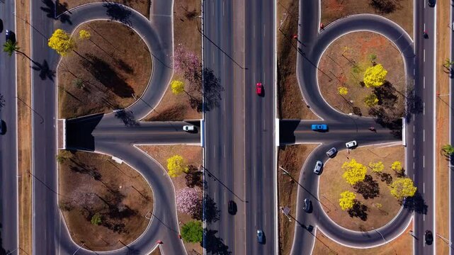 yellow ipe trees on the streets of Brasilia - brazil