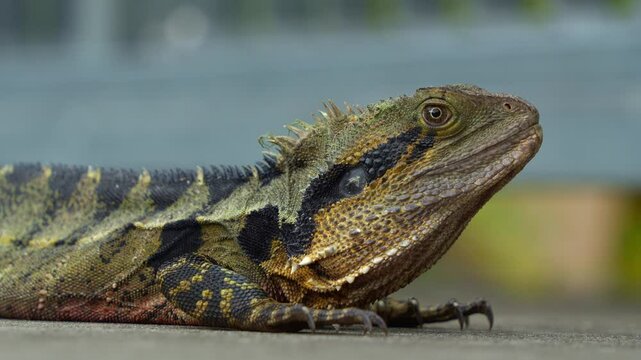 A wild Australian water dragon, intellagama lesueurii spotted basking on the roadside in the park, close up shot capturing the scales details.
