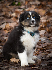 Chiot berger australien assis