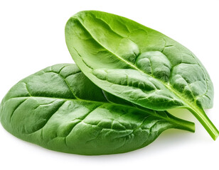 Fototapeta premium fresh green baby spinach leaves, isolated on white background
