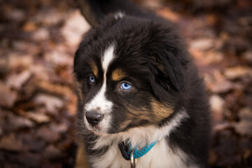 Berger Australien noir tricolore (portrait)