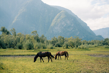 Obraz premium A herd of horses graze in the Altai mountains on a sunny summer day. Russia