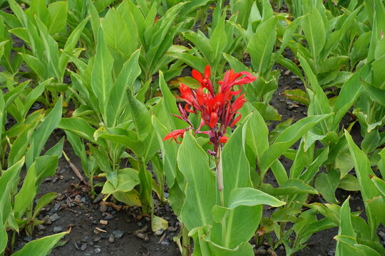 Canna indica with scarlet red flowers in August