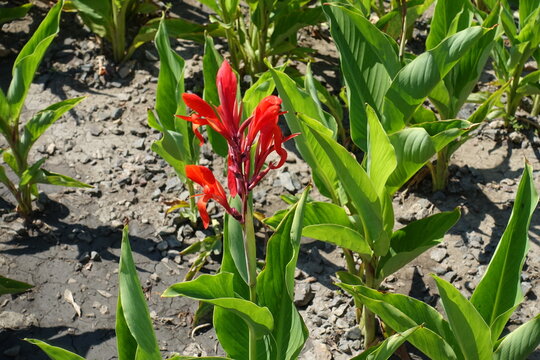 Red flowers of Canna indica in mi August