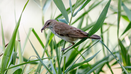 bird on the grass
