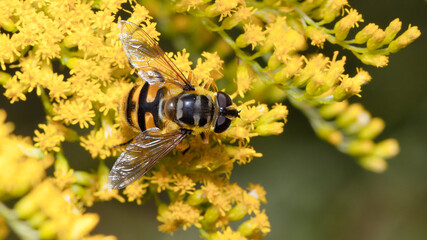 bee on flower