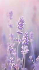 Obraz premium Soft Lavender Gradient Background for Wellness and Relaxation Products