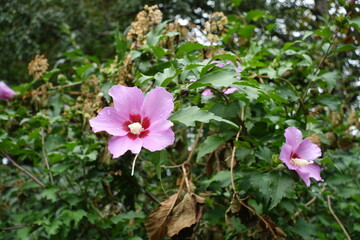 Hibiscus syriacus with two pink flowers in August