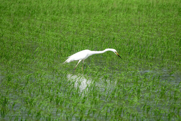 One egret is standing in the water of rice paddy field for hunting near Siheung-si, South Korea 