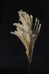 Close up of a silver grass flower against black background at Yeongjongdo Island near Incheon, South Korea 