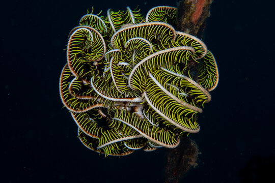 View of feather star crinoid in vibrant coral reef, Tulamben, Bali, Indonesia.