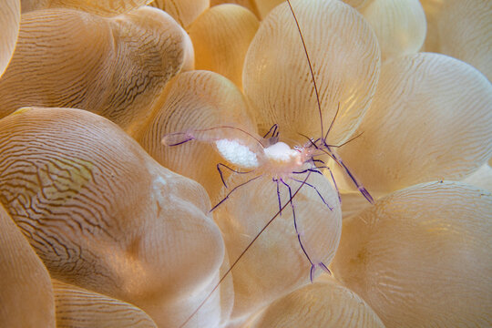 View of transparent ghost shrimp carrying eggs among soft coral, Tulamben, Bali, Indonesia.