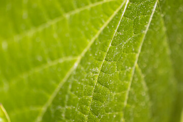 Close-up of vibrant green leaf texture backlight by sun