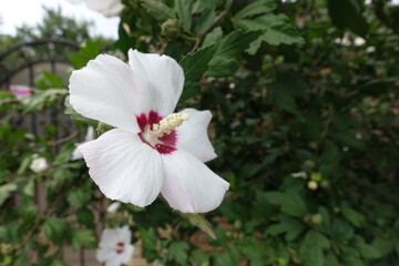 Closeup of white and red flower of Hibiscus syriacus in mid August