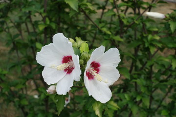 Two white and red flowers of Hibiscus syriacus in August